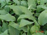 Hosta 'Red October'