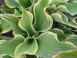 Hosta 'Sagae'