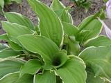 Hosta 'Summer Fragrance'