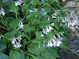 Hosta sieboldiana