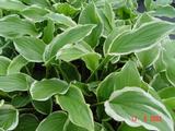 Hosta 'So Sweet'