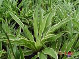 Hosta 'Stiletto'