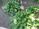 Hosta 'Tall Boy'