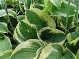 Hosta 'Wide Brim'