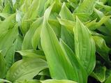 Hosta 'Weihenstephan' (sieboldii)