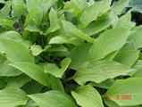 Hosta 'White Trumpets'