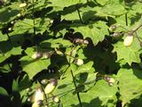 Kirengeshoma palmata
