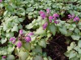Lamium maculatum 'Beacon Silver'