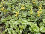 Lamiastrum galeobdolon 'Florentinum'