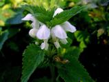 Lamium maculatum 'Album'