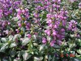 Lamium maculatum 'Roseum'