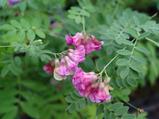 Lathyrus niger