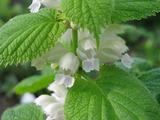 Lamium orvala 'Album'