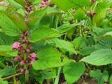 Lamium orvala