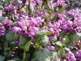 Lamium maculatum 'Red Nancy'