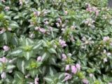 Lamium maculatum 'Shell Pink'