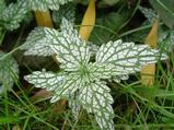 Lamiastrum galeobdolon 'Silberteppich'