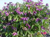 Lathyrus vernus