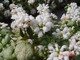 Lamium maculatum 'White Nancy'