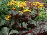 Ligularia dentata 'Britt-Marie Crawford' PBR
