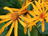 Ligularia dentata 'Desdemona'