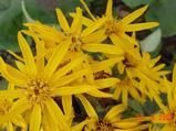 Ligularia dentata 'Greenleaf' [J.S.]