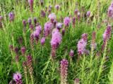 Liatris spicata 'Kobold'