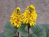 Ligularia hessei 'Laternchen'