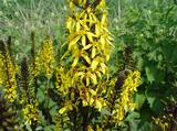 Ligularia 'Little Rocket' PBR
