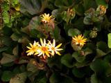 Ligularia dentata 'Othello'