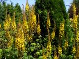 Ligularia przewalskii