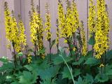 Ligularia stenocephala 'The Rocket'