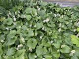 Maianthemum bifolium