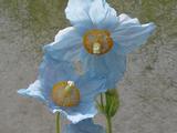 Meconopsis betonicifolia
