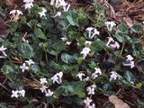 Mitchella repens