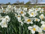 Narcissus 'Actaea'