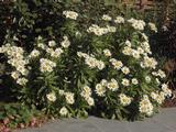 Nipponanthemum nipponicum