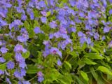 Omphalodes cappadocica 'Cherry Ingram'