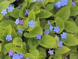 Omphalodes verna 'Elfenauge'