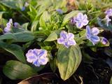 Omphalodes cappadocica 'Starry Eyes'