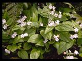 Omphalodes verna 'Alba'