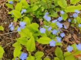 Omphalodes verna