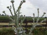 Onopordum tauricum
