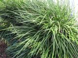 Ophiopogon jaburan