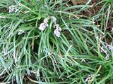 Ophiopogon japonicus