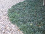 Ophiopogon japonicus 'Minor'