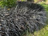 Ophiopogon planiscapus 'Niger'