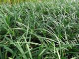 Ophiopogon planiscapus