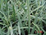 Ophiopogon japonicus 'Silver Mist'