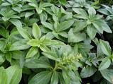 Pachysandra terminalis 'Green Carpet'